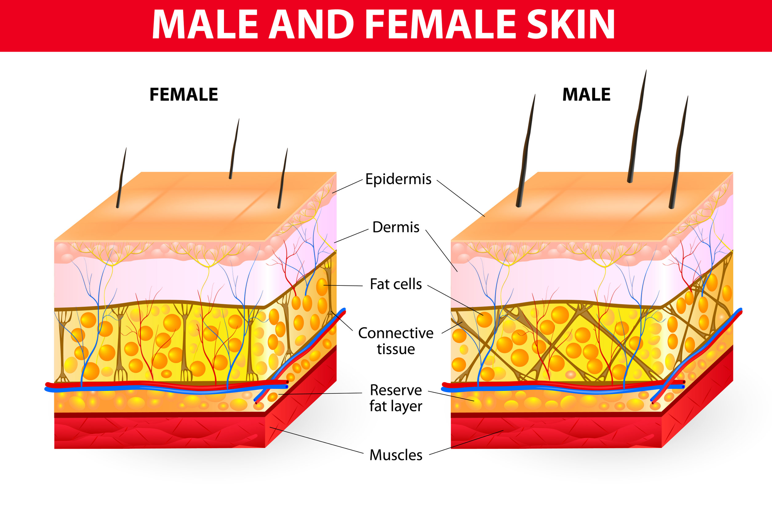 What is Cellulite and Why Do Women Get It? 1 Skin Male And Female