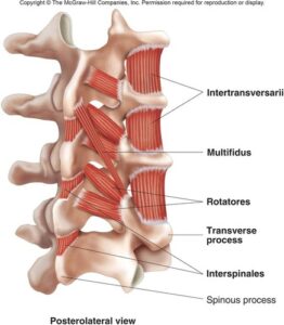 The Intrinsic Muscles of the Back: Getting the Musculature of the Spine Straight 3 Minor Deep Muscles