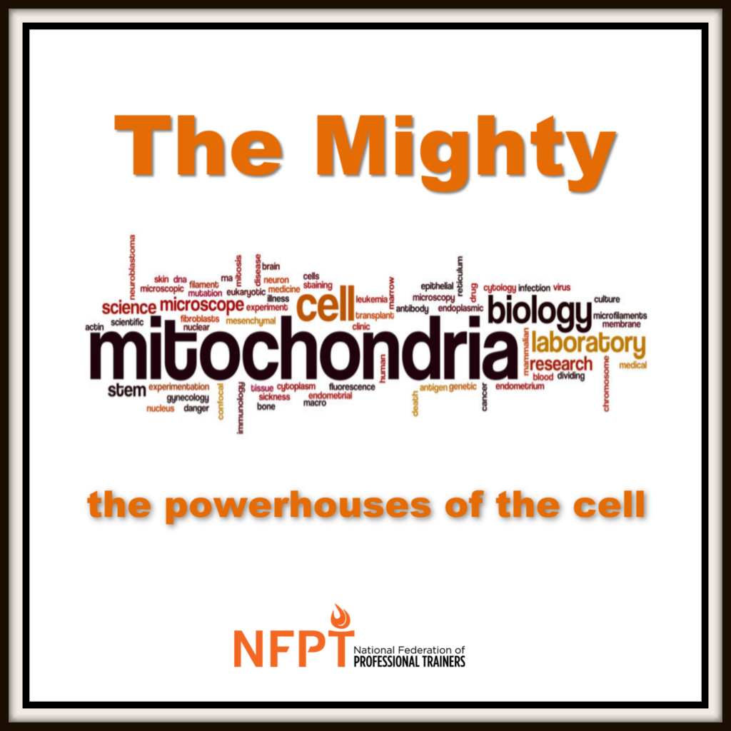 Mighty Mitochondria: Powerhouses of the Cells 9 mitochondria