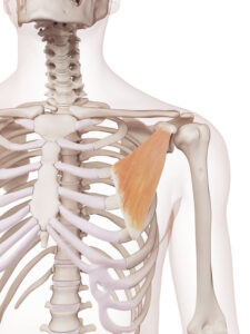 Scapular Mobility Exercises for Pull-Ups 3 Illustration Of The Pectoralis Minor