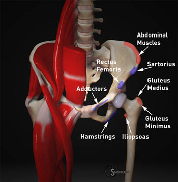 The Pelvic Girdle: How Personal Trainers Gain a Deeper Understanding of Anatomy 26 pelvic attachments