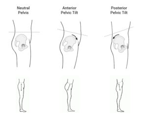 Understanding Pelvic Tilt Muscles and Function 3 Pelvis