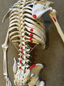 Latissimus Dorsi is a Core Muscle 1 play doh lat