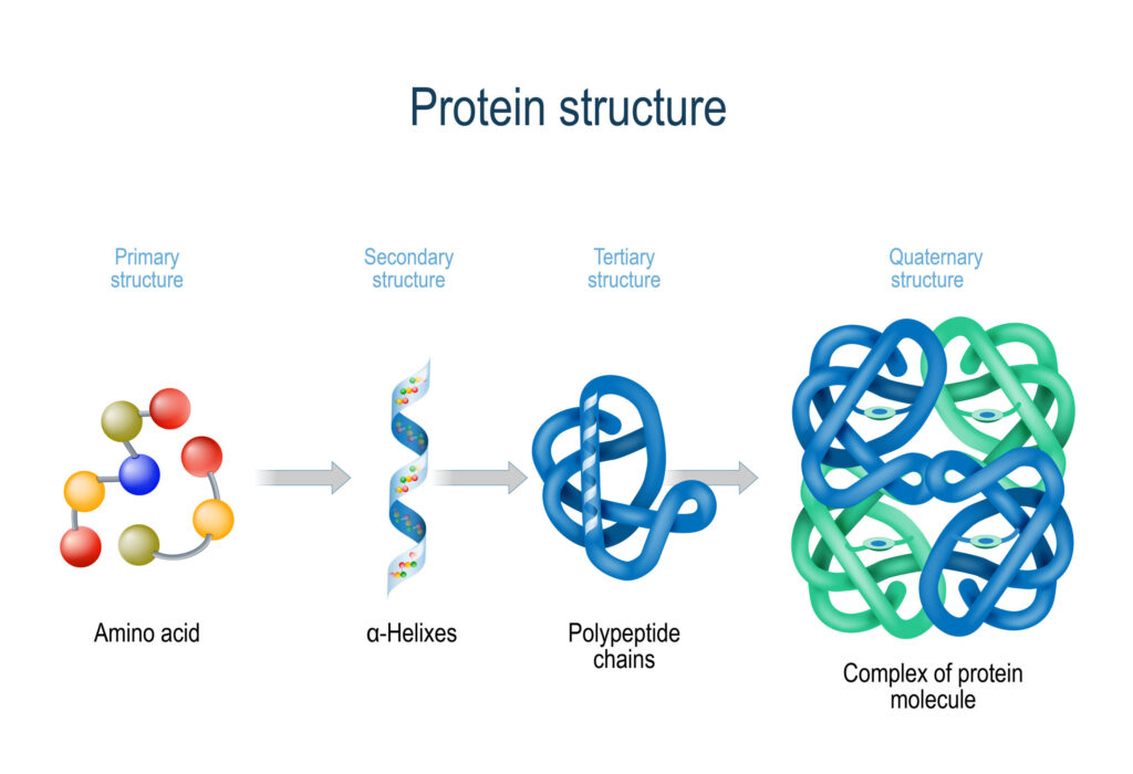 Mixology 101: Combining Protein Powder with Hot Liquids 5 protein structure