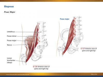 Understanding Pelvic Tilt Muscles and Function 2 hip flexors