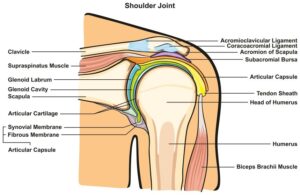 Understanding Shoulder Instability: The Anatomy and the Pathology 1 Shoulder Ligaments