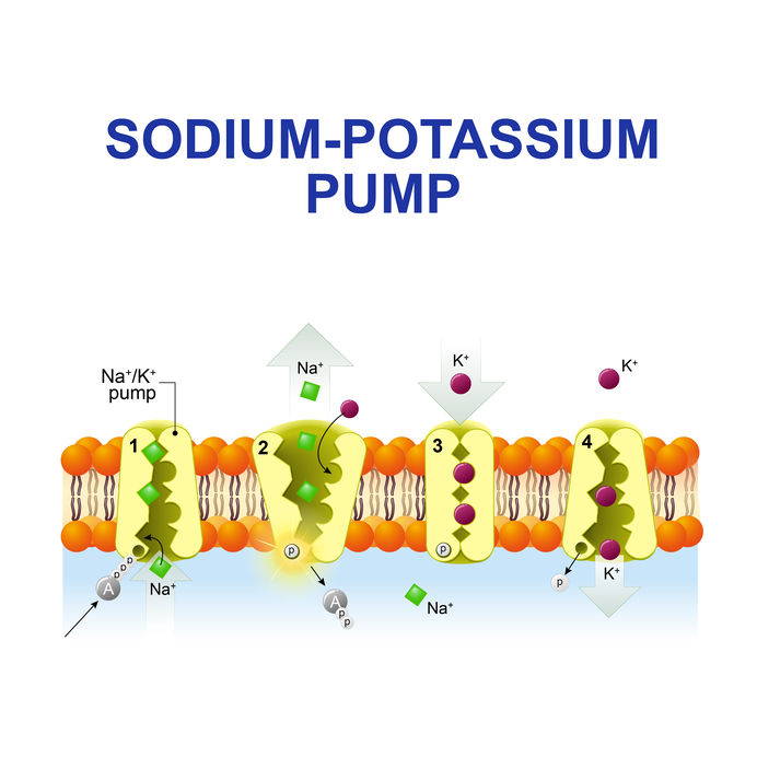 The Delicate Sodium-Potassium Balance and Summer Heat 6 sodium potassium pump