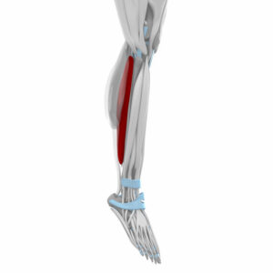 Soleus Muscles Anatomy Map