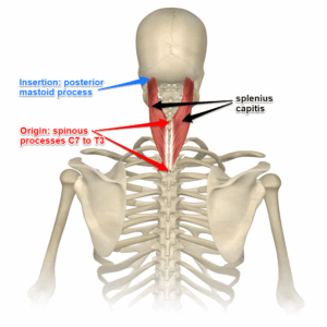 Understanding the Spinotransversales: The Superficial Intrinsic Muscles of the Back 1 spinotransversales Splenius Capitis