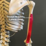 Top 10 NFPT Blogs from 2018 3 triceps