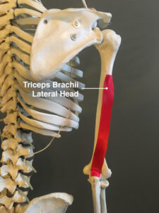 Maximize Triceps Muscle Exercises with Anatomy 2 triceps