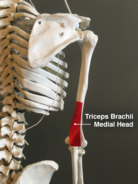 Vertical Push: Fundamental Technique, Variations, Cueing, and Modifications 6 triceps brachii medial head