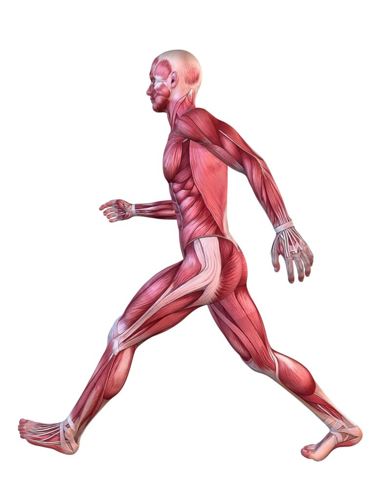 vastus and IT scaled 1