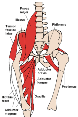 Hip Flexor Muscles and Anatomy for Personal Trainers: Exercises