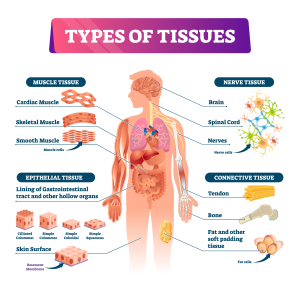 4 Types Of Human Tissue Shutterstock 1511867498