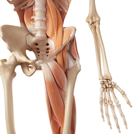 Hip Flexor Muscles and Anatomy for Personal Trainers: Exercises and  Stretches