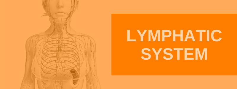 The Lymphatic System: Tuning the Other Half of a Client's Circulatory ...