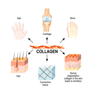 Collagen Shutterstock