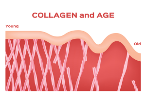 Collagen And Age Shutterstock 1476037907