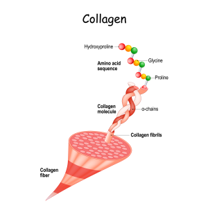 Collagen Triple Helix Biochem Shutterstock 1807269727