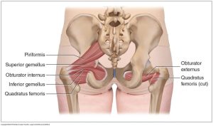 Deep Lateral Rotator Group Of The Hip Joint Posterior View 1024x605 (1)