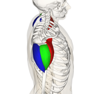 Deltoid Muscle Sideview