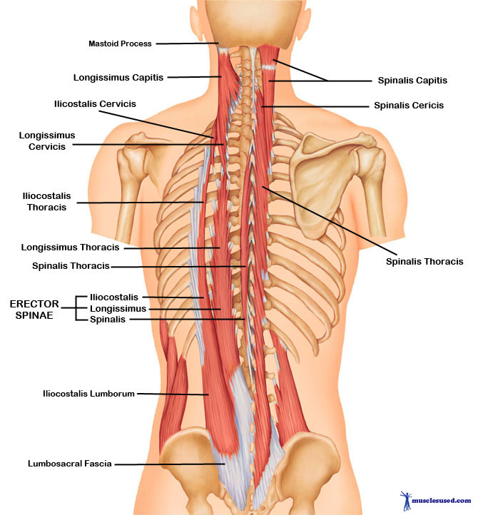 The Intrinsic Muscles of the Back: Getting the Musculature ...