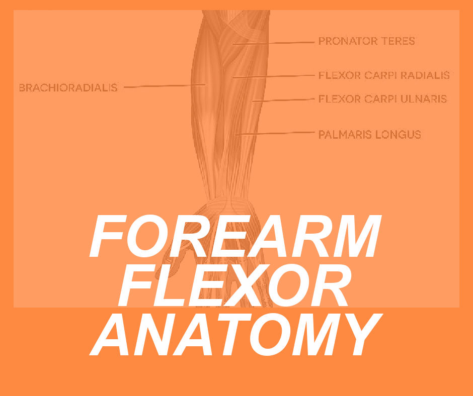 forearm-flexor-anatomy-locating-the-flexors-of-the-wrist-and-fingers