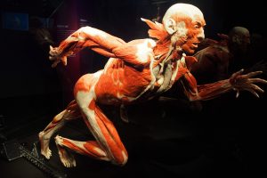Human,Anatomy,Exhibition,By,Gunther,Von,Hagens,At,Menschen,Museum,