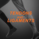 Featured Image TENDONS AND LIGAMENTS