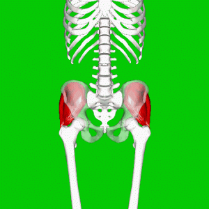 lateral rotation of hip