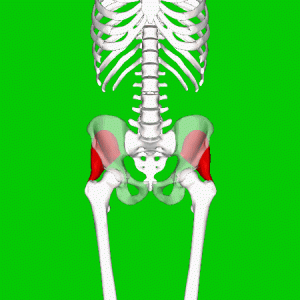 Gluteus Minimus Muscle