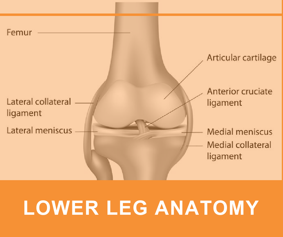 Ankle Joint Anatomy: Overview, Lateral Ligament Anatomy and Biomechanics,  Medial Ligament Anatomy and Biomechanics