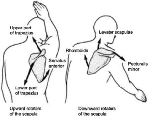 Lateral Upward Rotation Of Scapular Motion During 90 8 Anterior Flexion Of The