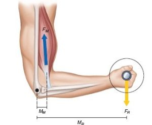 What Are Moment Arms?