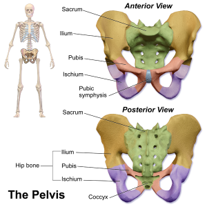 Pelvic Anatomy