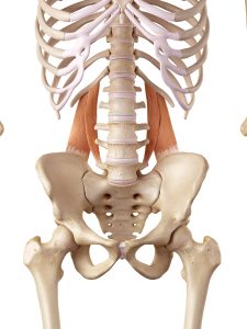 Medical Accurate Illustration Of The Quadratus Lumborum