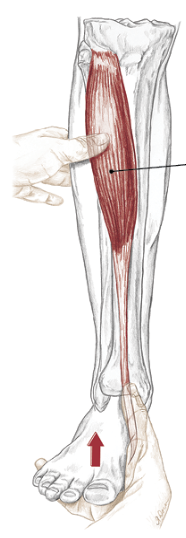 anterior tibialis