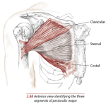 Pectoralis Major muscle