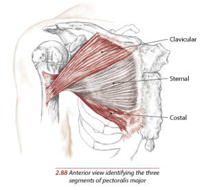 Pectoralis Major muscle