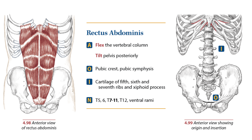 rectus abdominus