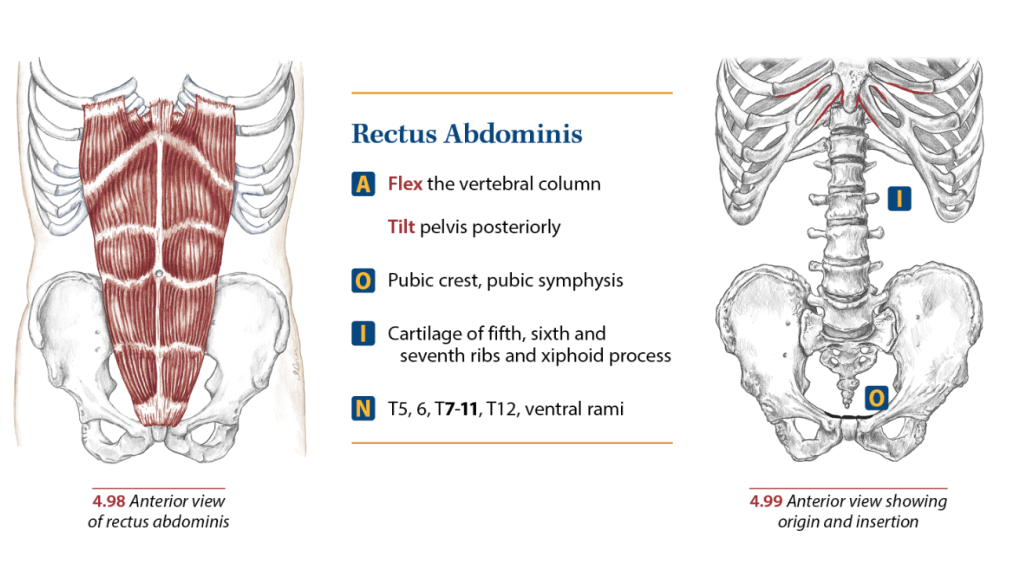 Rectus Abdominis Definition, Function & Location