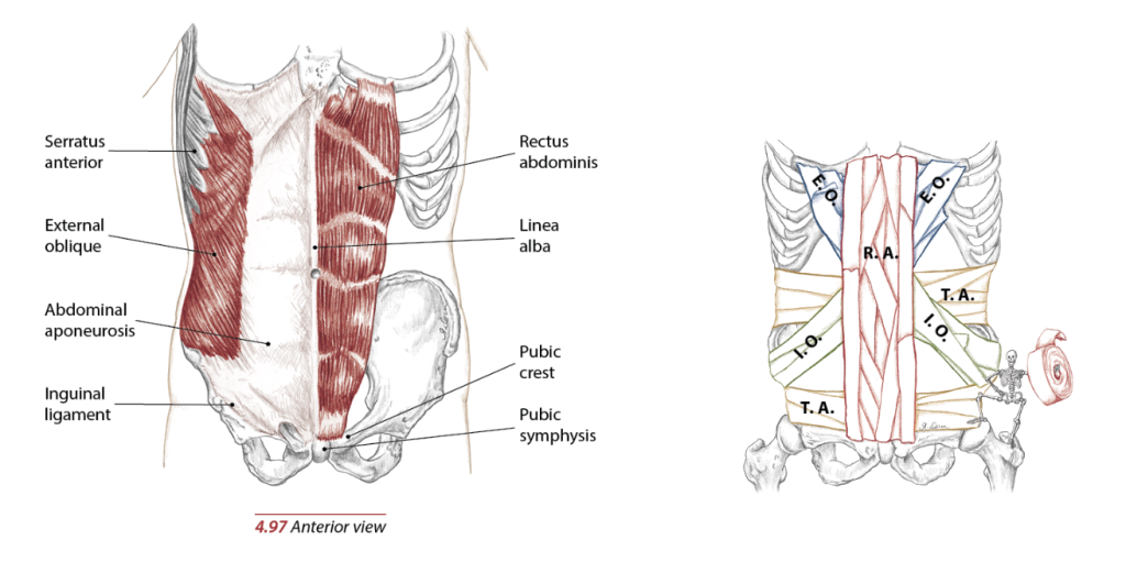 abdominal muscles