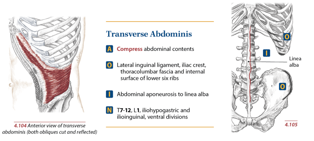 Transverse Abdominus