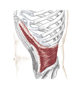 Understanding and Training Transverse Abdominis