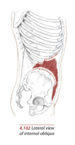 internal and external oblique