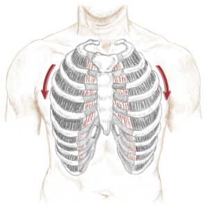 rib cage depression in breathing