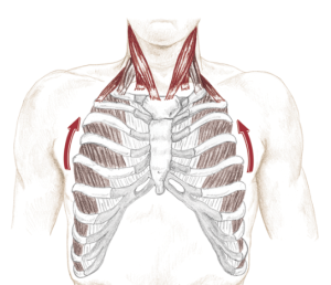 rib elevation in breathing