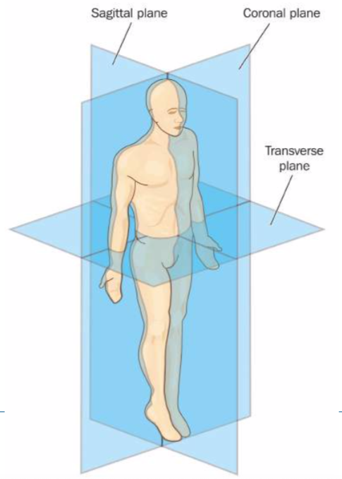 The Planes of Motion: Creating a 3D Approach to Fitness Training