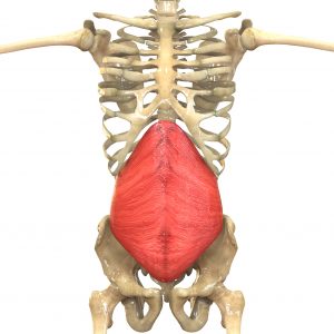 Human,Body,Muscles,Anatomy,(transverse,Abdominus).,3d